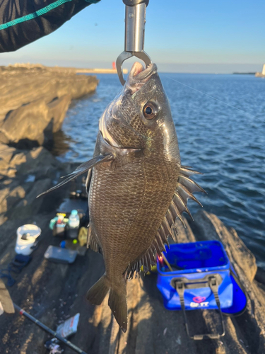 チヌの釣果