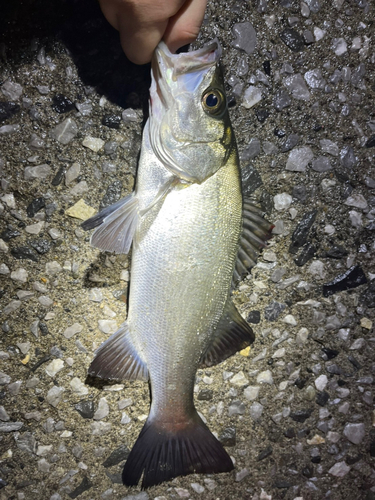 セイゴ（ヒラスズキ）の釣果