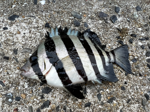 サンバソウの釣果