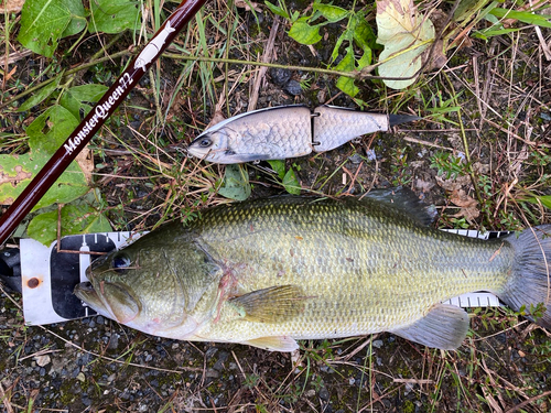 ブラックバスの釣果