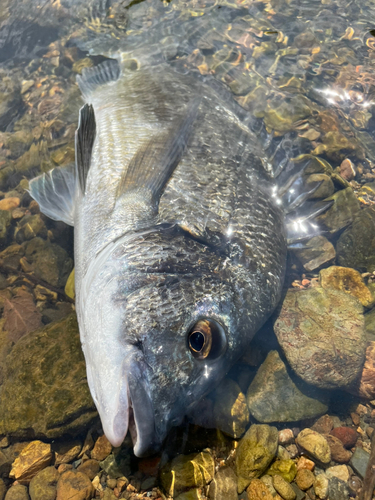 ミナミクロダイの釣果