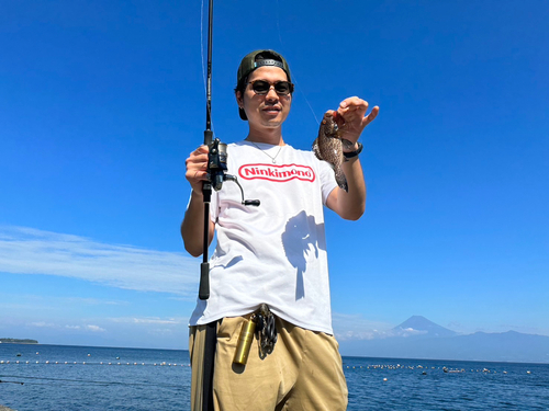 オオモンハタの釣果