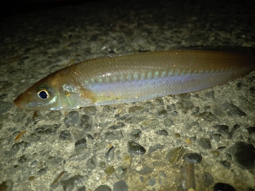 シロギスの釣果