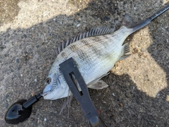 クロダイの釣果