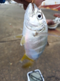 メッキの釣果