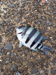 スズメダイの釣果