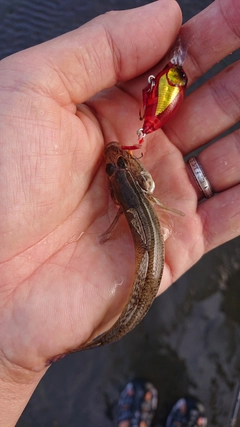 マハゼの釣果