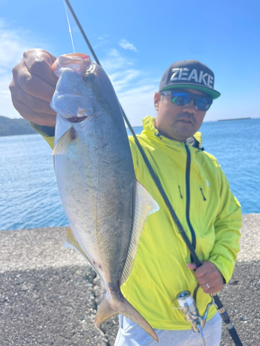 ショゴの釣果