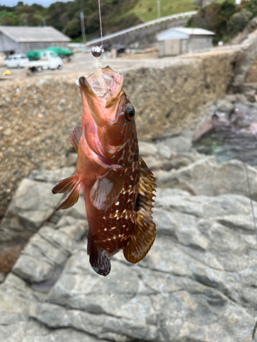 キスの釣果