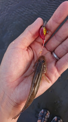 マハゼの釣果