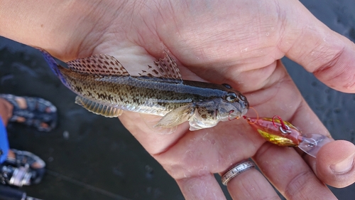 マハゼの釣果