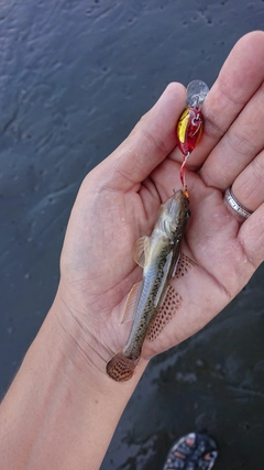 マハゼの釣果