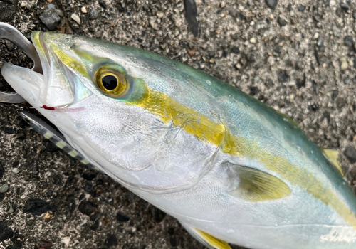 ハマチの釣果