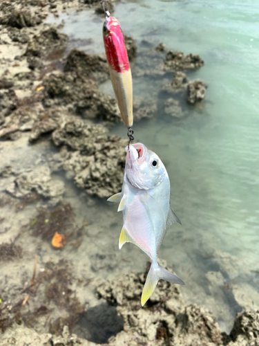 メッキの釣果