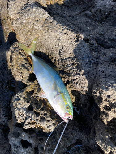 ツバスの釣果