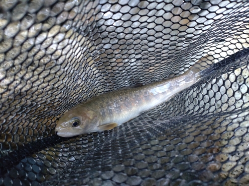 ニッコウイワナの釣果