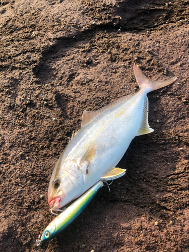 ショゴの釣果