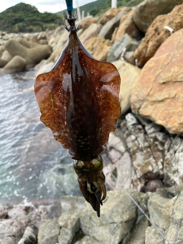 キスの釣果