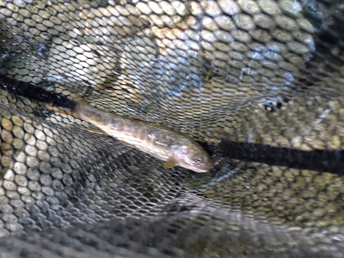 ニッコウイワナの釣果