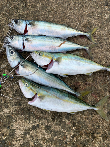 ツバイソの釣果