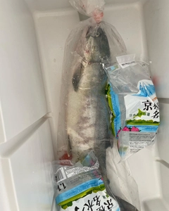 サケの釣果