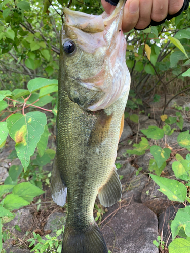 ラージマウスバスの釣果