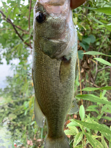 ラージマウスバスの釣果