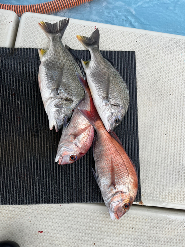 キビレの釣果