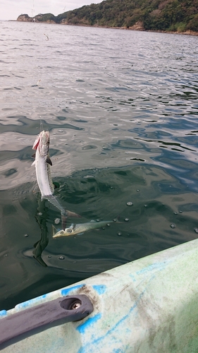 サゴシの釣果