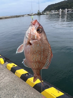 チャリコの釣果