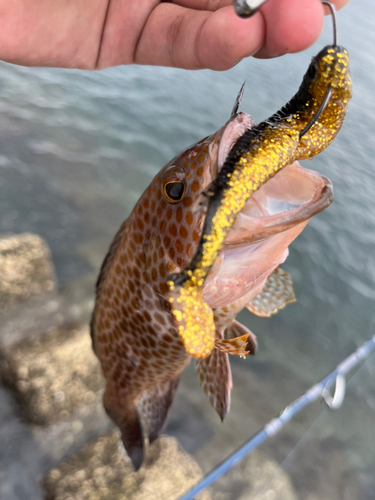 オオモンハタの釣果