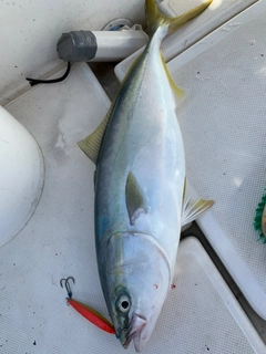 ワラサの釣果