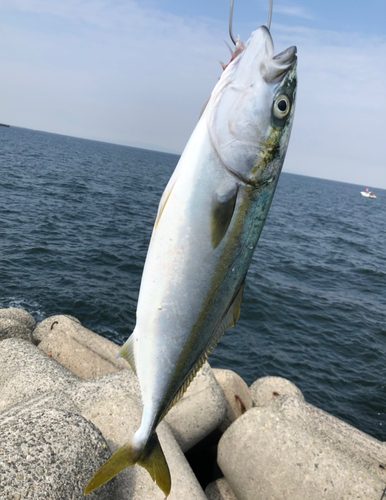 ハマチの釣果