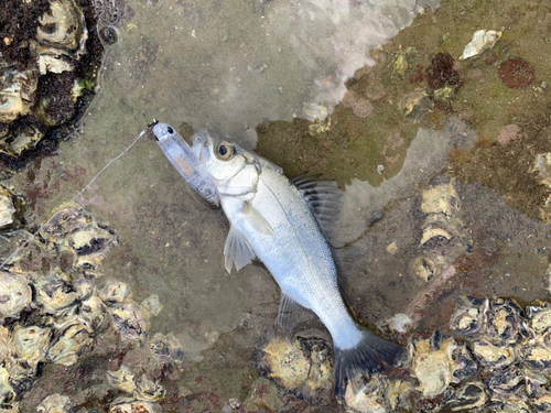 セイゴ（ヒラスズキ）の釣果