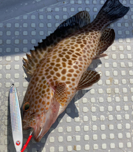 オオモンハタの釣果