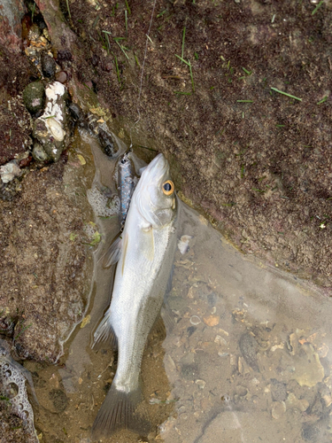 セイゴ（ヒラスズキ）の釣果