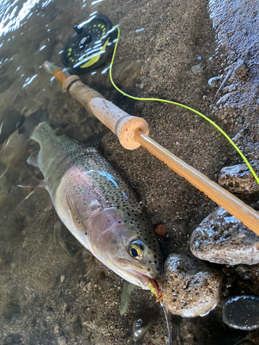 ニジマスの釣果