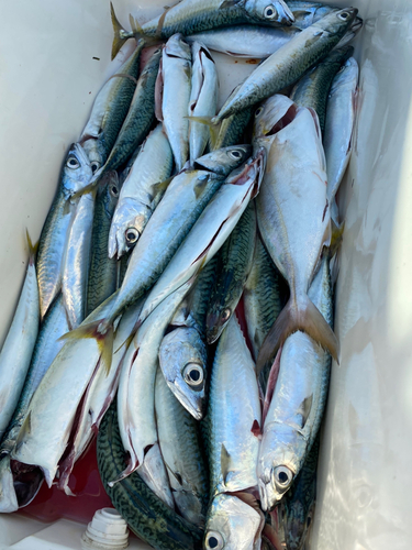 サバの釣果