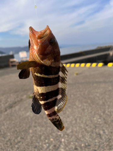 アオハタの釣果