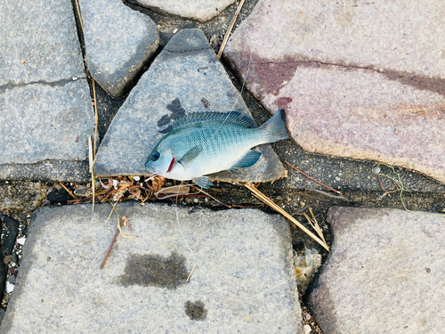 メジナの釣果