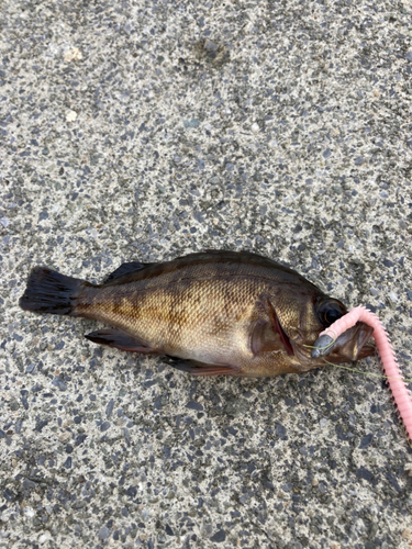 クロメバルの釣果