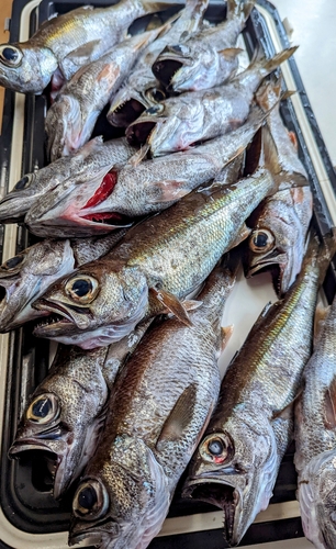 クロムツの釣果