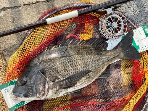 チヌの釣果