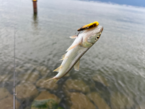 ハスの釣果