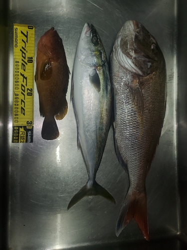 マダイの釣果