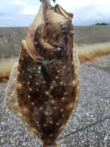 ヒラメの釣果