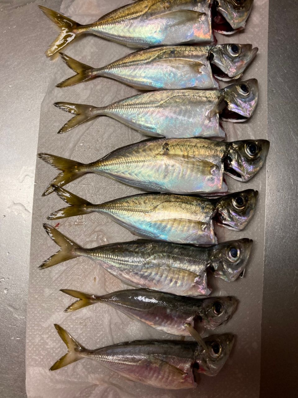 SHIMANO 19ソアレ BB アジング S64UL-Sの釣果一覧 | 本音の口コミが