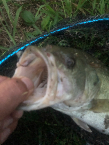 ラージマウスバスの釣果