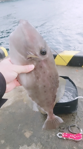 ウスバハギの釣果