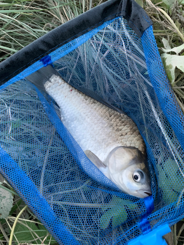 ヘラブナの釣果